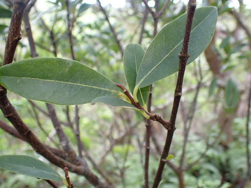 Wikstroemia oahuensis observed 2026-10-17