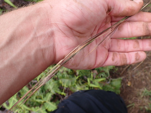 Andropogon, 2026-10-17