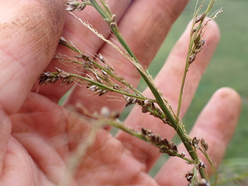 Setaria palmifolia observed 2026-10-17