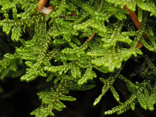 Stereodon subimponens observed 2026-10-18