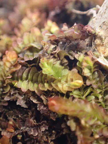 Cuspidatula robusta observed 2026-10-17