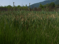 Grammodes bifasciata