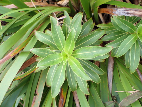 Coprosma longifolia observed 2026-10-17