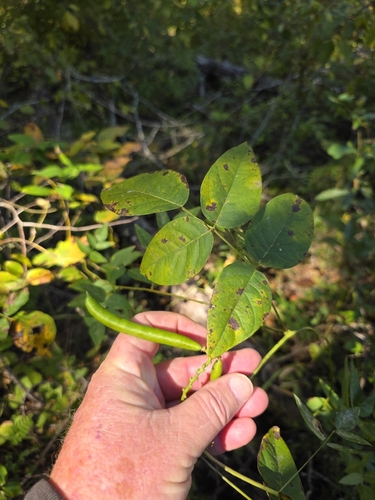 Apios americana, 2026-10-18