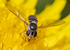 Sphaerophoria bifurcata