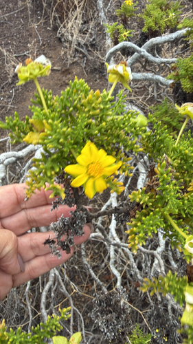 Lecocarpus pinnatifidus observed 2026-10-18