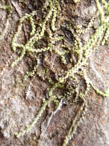 Metalejeunea cucullata observed 2026-10-17