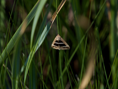 Grammodes bifasciata