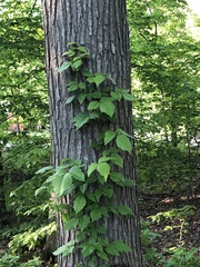 Toxicodendron radicans