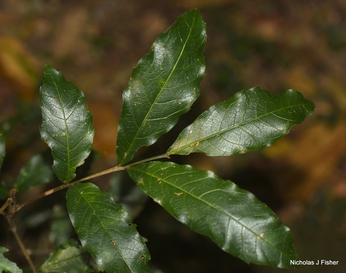 Alectryon subcinereus observed 2026-10-11