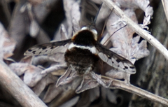 Bombylius pygmaeus
