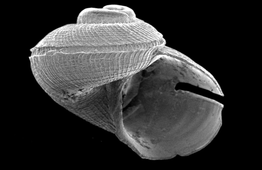 Anatoma euglypta