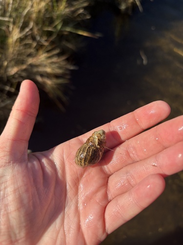 Ilyanassa obsoleta observed 2026-10-18