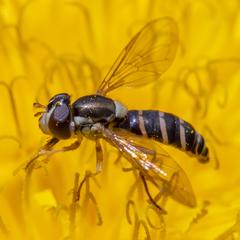 Sphaerophoria bifurcata