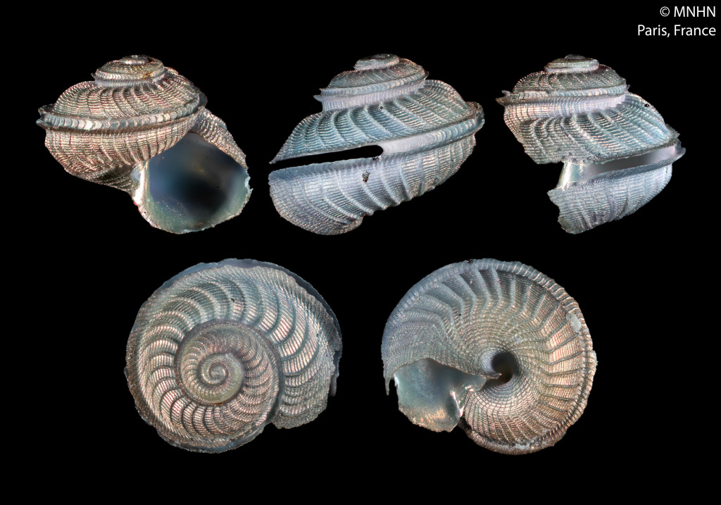 Anatoma finlayi
