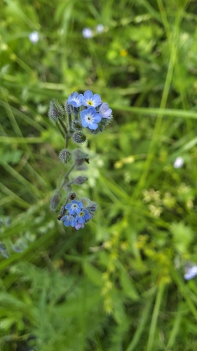 Myosotis arvensis observed 2026-10-18