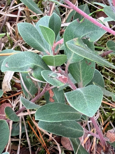 Arctostaphylos columbiana, 2026-10-18