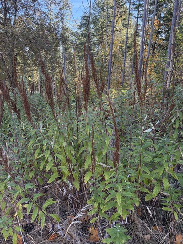 Artemisia suksdorfii, 2026-10-18
