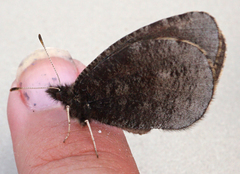 Erebia discoidalis