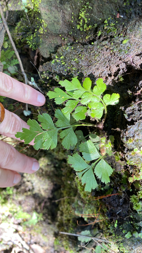 Asplenium praemorsum observed 2026-10-18