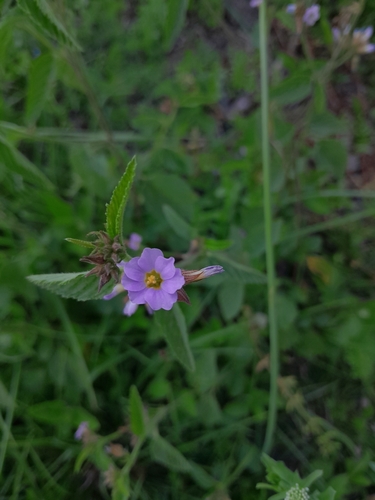 Melochia pyramidata observed 2026-10-18