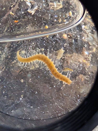 Typosyllis observed 2026-10-18