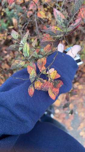 Spiraea japonica observed 2026-10-18