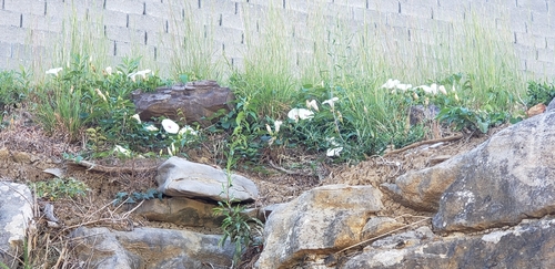 Ipomoea pandurata, 2026-10-18