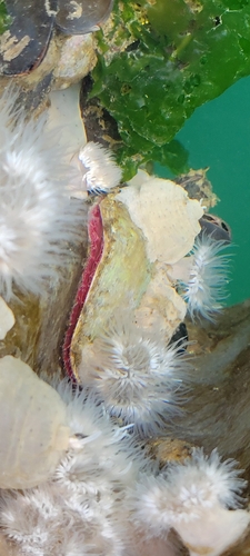 Pododesmus macrochisma, 2026-10-18