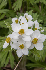 Anemonastrum crinitum