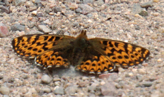 Boloria freija