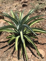 Agave desmettiana