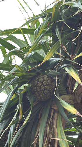 Pandanus tectorius observed 2026-10-18