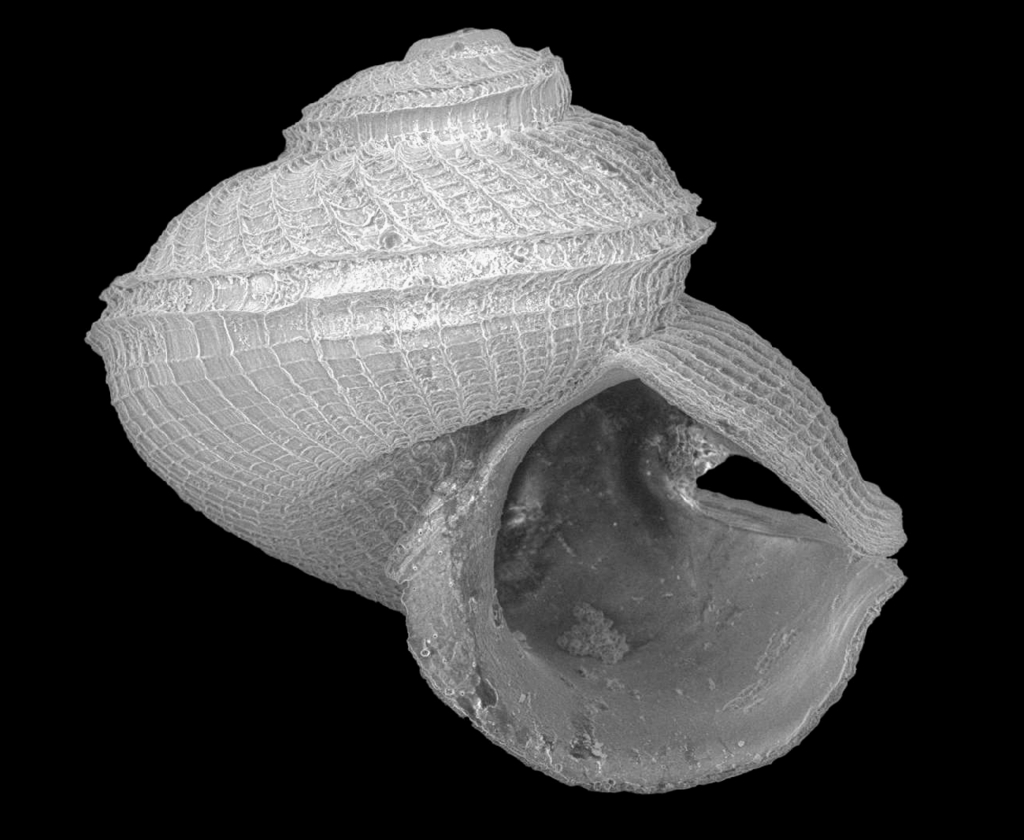 Anatoma lamellata