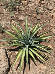 Agave desmettiana