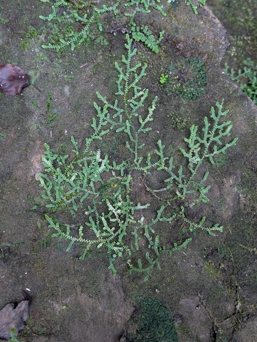 Selaginella apoda observed 2026-10-17