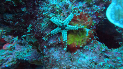 Fromia monilis observed 2026-10-17