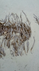 Laminaria sinclairii