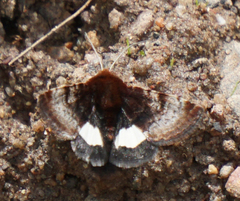 Heliothis borealis