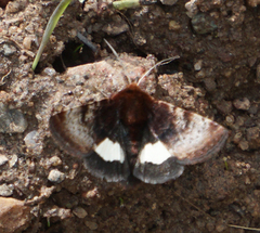 Heliothis borealis
