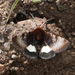 Boreal Gem Moth - Photo (c) Emily Hjalmarson, some rights reserved (CC BY-NC), uploaded by Emily Hjalmarson