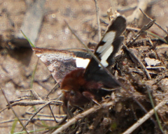 Heliothis borealis
