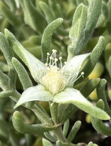 Gunniopsis quadrifida observed 2026-10-19