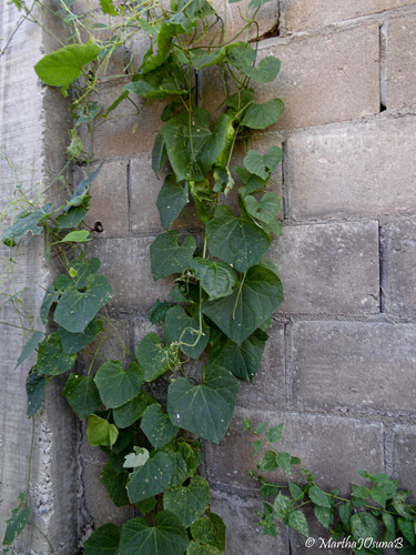Luffa aegyptiaca observed 2026-10-09