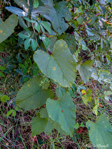 Camonea umbellata observed 2026-10-09