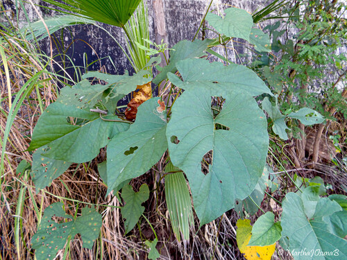 Camonea umbellata observed 2026-10-09