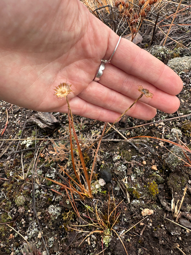 Erigeron compositus observed 2026-10-18