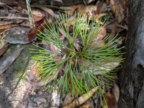 Schizaea dichotoma observed 2026-10-19