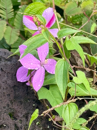 Arthrostemma ciliatum, 2026-10-18