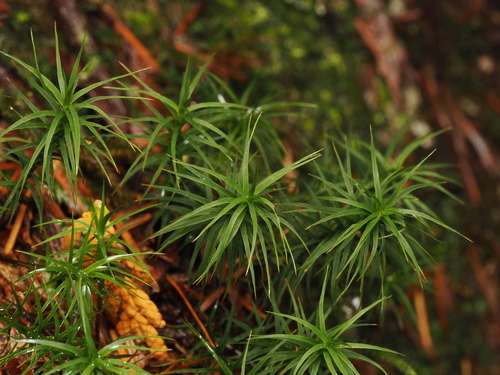 Polytrichastrum alpinum observed 2026-10-18